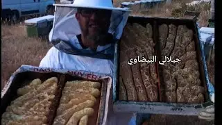 اسرار النحال في إنتاج العسل