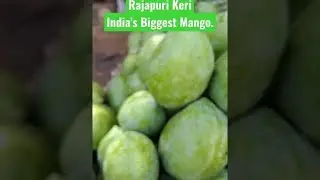 Rajapuri Keri#Rajapuri Mango#kachabadam #mango#India#shorts#ytshorts#short#ytshort#reel#viral.