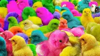 Catch  Hamster ,   Colorful Chickens,  Rainbow Chickens, Rabbits, Ducks,   Cute baby  Animals