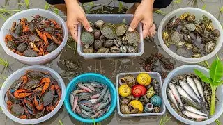 Collecting 30+ Colorful Rice Field Creatures | Mini Wildlife Rescue in Muddy POV