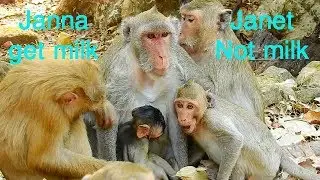 Monkey Jane wake..! what happening Janet come to near mom for milk but Jane rejected