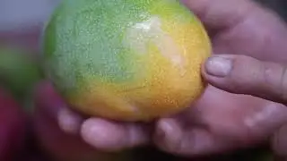 Mark Suiso - Mango Picking