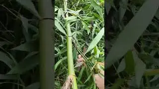 cut bamboo branches in the forest #shorts #satisfying #easyfarming #farming