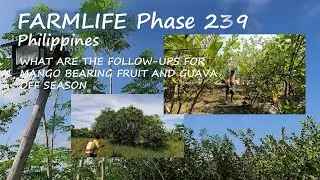 V239   WHAT ARE THE FOLLOW UPS FOR  MANGO BEARING FRUIT AND GUAVA OFF SEASON 1