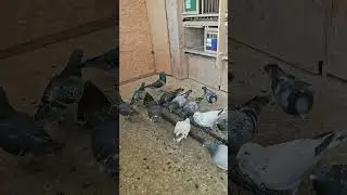 Голуби-почтальоны — новости, советы и т.д.