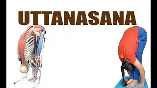 Uttanasana | Yoga Posture | Standing Forward Bend Pose |  Beginners  | Gangothri Yogini