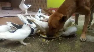 FRIENDS FOREVER || ANIMALS FRIENDSHIP || PIGEONS V/S DOG ||