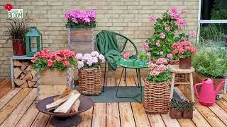 Holiday on your own balcony with geraniums