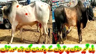 qurbani k janwer 2023 / janwer mandi/ pul qamber mandi