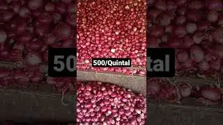 Onion rate today #onion price today