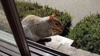 Squirrel thinks it has chipmunk cheeks