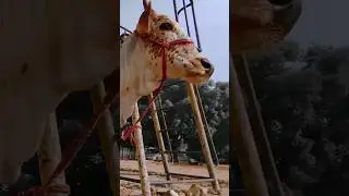 Cow Bargaining | Cow Mandi | YouTube shorts| Funny video