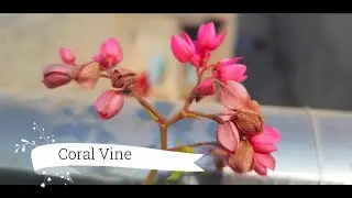 Bees love Coral Vine | All About Coral Vine (Mexican Creeper) | How to Grow Coral Vine from Seed