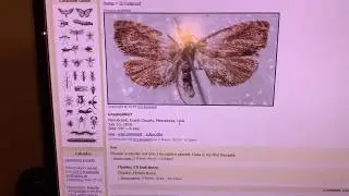 How To Use Bugguide