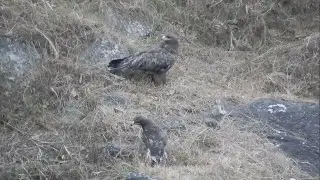 Himalayan Golden Eagle on Ground || Himachal Pradesh, India