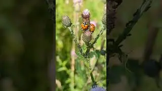 Two Seven-spot Ladybirds have a disagreement, so one storms off