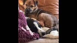 Afternoon Christmas nap 💤 see you all later 🥰#puppy #bordercollie #borderterrier #cutepuppy