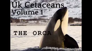 Oggi,s Vloggi upcoming cetacean series trailer