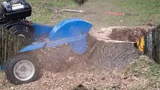 Tree Services Sydney