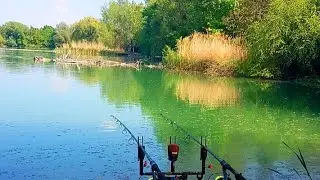 Carp Fishing Jupi Lake