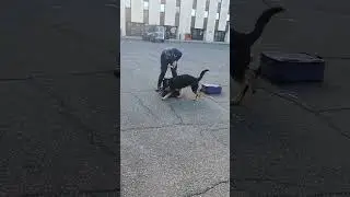 Il cane Kenya trova lo stupefacente tra i bagagli - ESERCITAZIONE 