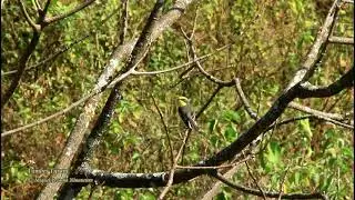 Tumbes Tyrant 01 - Bosque Frejolillo, Northern Peru.