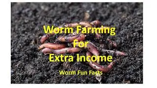 Worm Farming for Extra Income - Fun Facts
