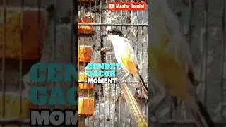 MOMENT TERBAIK GACOR #mastercendet #cendetgacor #masterancendet #cendet