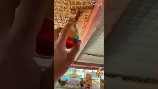 كيفية طرد الناموس من الحظيرة