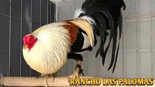 Grey Leiper Roundhead - LAS PALOMAS FARM
