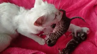 Mom Cat Nursing | Cat Feeding Her 5 Newborn Cute Kittens After Born 2nd Day Hungry Cute Kittens