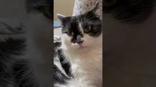 Только так и делаю 😸 #коты #кот #веселыекоты #прикольныекоты #видосыоткота #cat