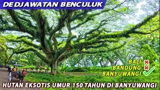 HUTAN EKSOTIS DE DJAWATAN BENCULUK BANYUWANGI PALING BARU