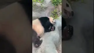 It's hot Panda #panda