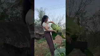 Picking old cabbage