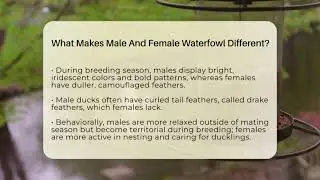 What Makes Male And Female Waterfowl Different? - Bird Watching Diaries