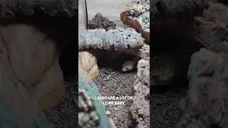 Can Breeding Racks Ever Be Ethical? | Leopard Geckos London