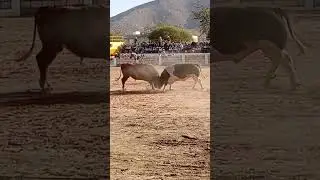 Bullfights #bulls ###Arequipa #cowboys #shotrs #naturelovers #entertainmentshortvideo #Spain