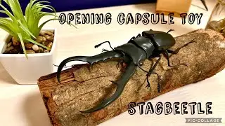 Opening Japanese Capsule Toy(gashapon) Cyclommatus stag beetle