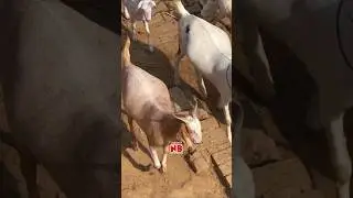 Подтянутые и толстые козы 😍&hearts;️🐐 #bakraeid #bakraeid2026 #bakraeidspecial #bakra #goats #trending #...