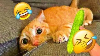 Funny Cat Videos 😂 A Collection Of Hilarious Cats That Will Make You Laugh Out Loud And Find Peace 😐
