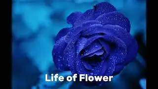 Sulton Ali-Life of Flower music