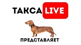 Питомник Я Такса 🔴DAY 76.Щенки таксы онлайн 🔴 Dachshund puppies online