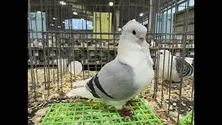 USA National Pigeon Show 2025