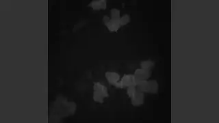 Полевые цветы