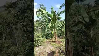 Dec 23 coconut and saging lakatan 