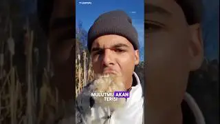 Tanaman Corndog!😯