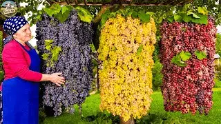 Innovative Grape Cultivation - From Vineyards to Fine Wine Production