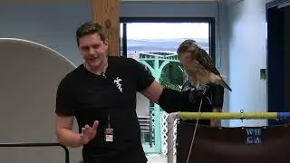 Hanson Public Library presents: Animal Show with New England Wildlife Center