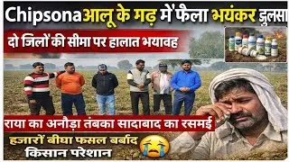 Chipsona आलू के गढ़ में फैला भयंकर झुलसा।दो जिलो की सीमा पर हालात भयावह।हजारों बीघा फसल बर्बाद।देखें